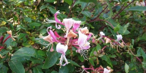 Kako orezati orlovi nokti u proljeće